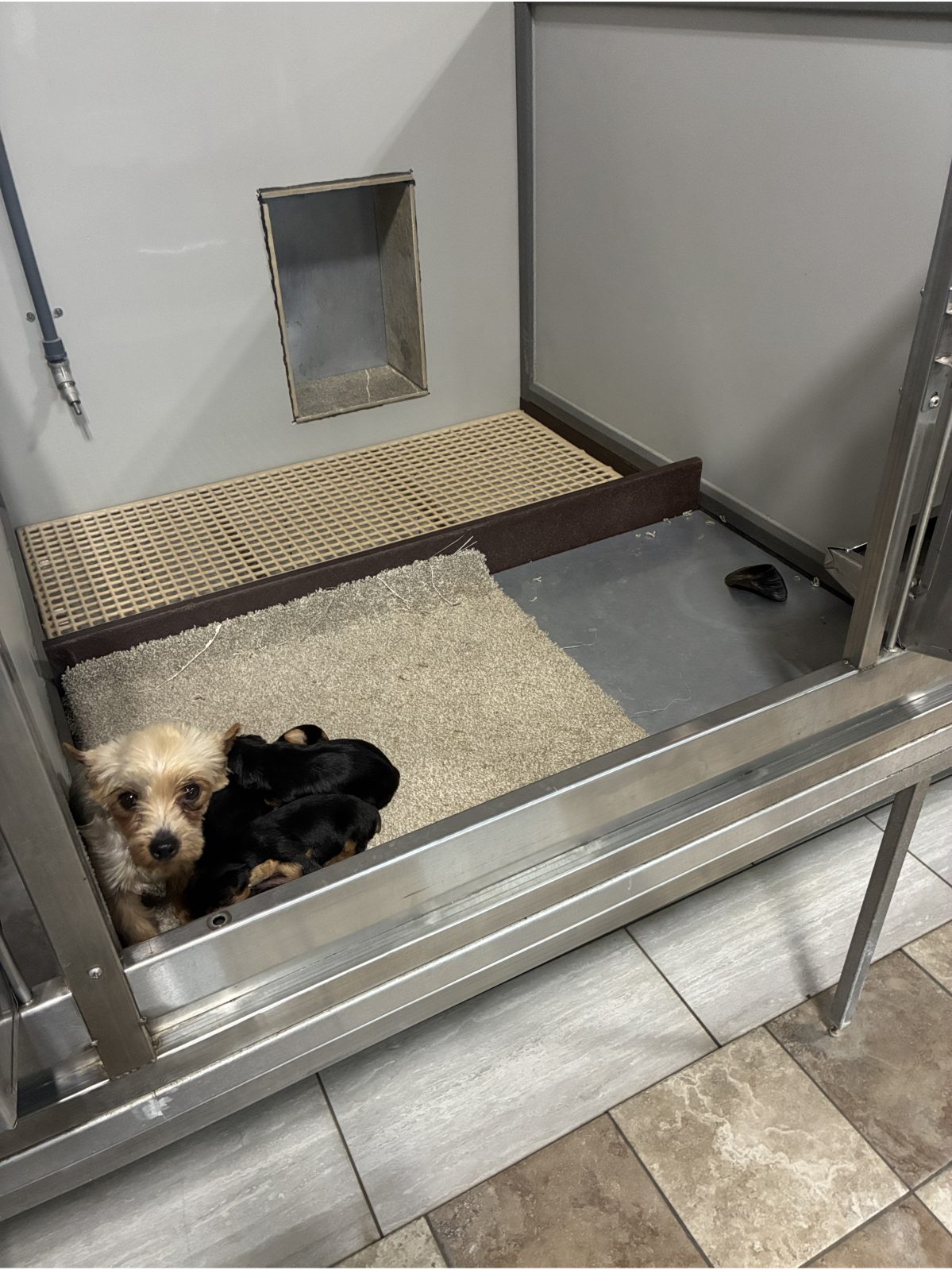 Kennel photograph taken at the Ohio inspection of David E Miller – Fresno, OH on March 27, 2026, page 3 of the inspection report