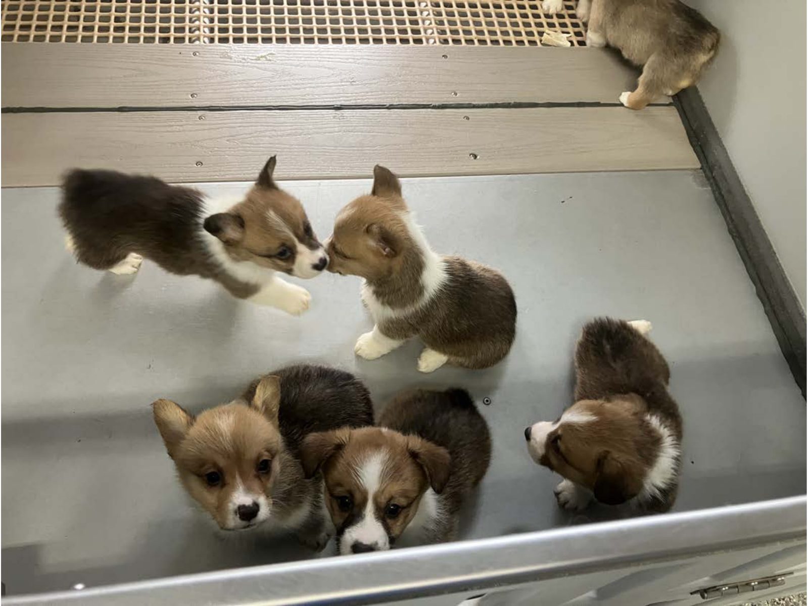 Kennel photograph taken at the Ohio inspection of Crist R Miller – River Bottom Acres on February 3, 2025, page 3 of the inspection report