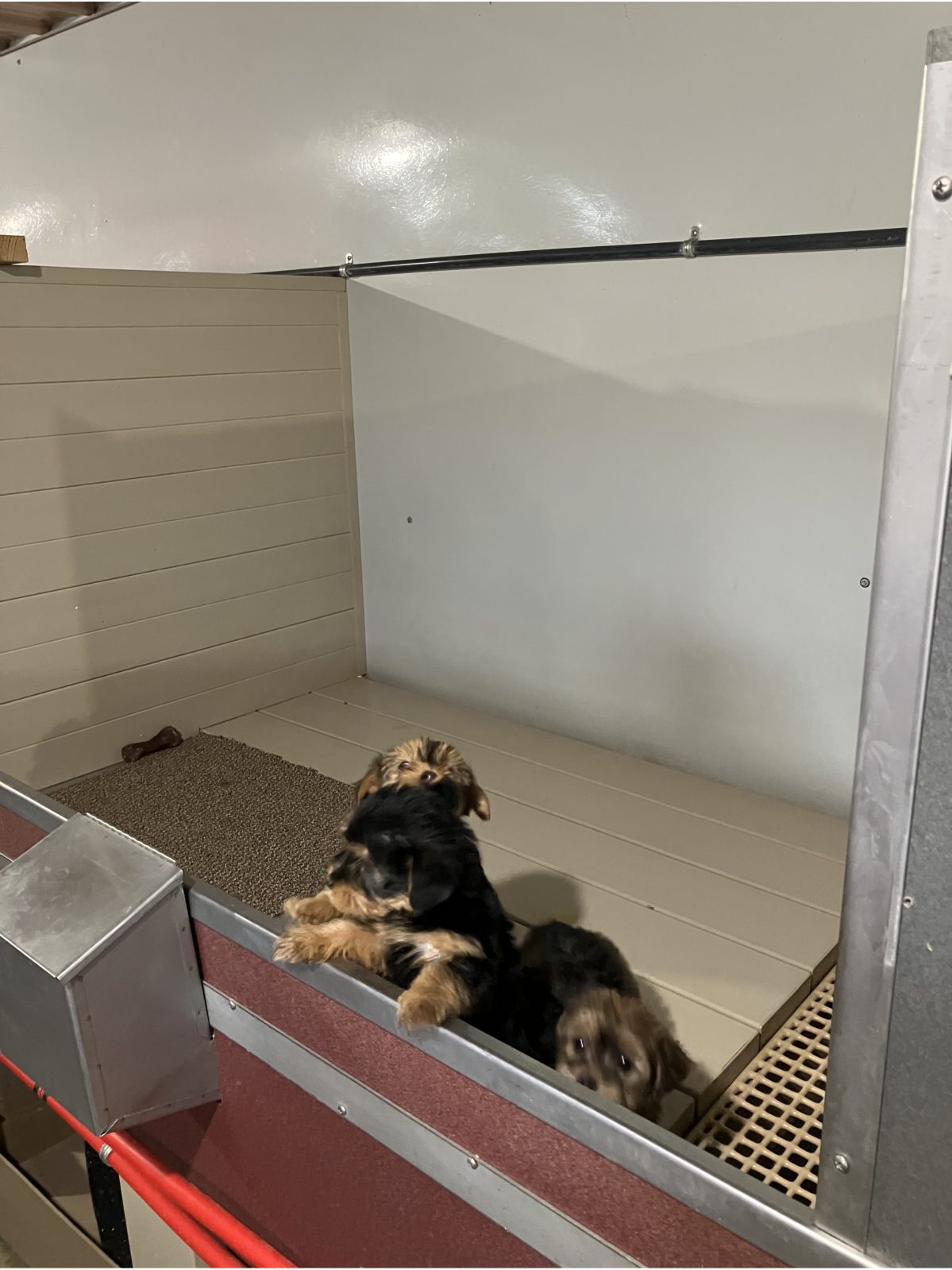 Kennel photograph taken at the Ohio inspection of Aden A Yoder – Countryside Puppies on December 18, 2025, page 3 of the inspection report