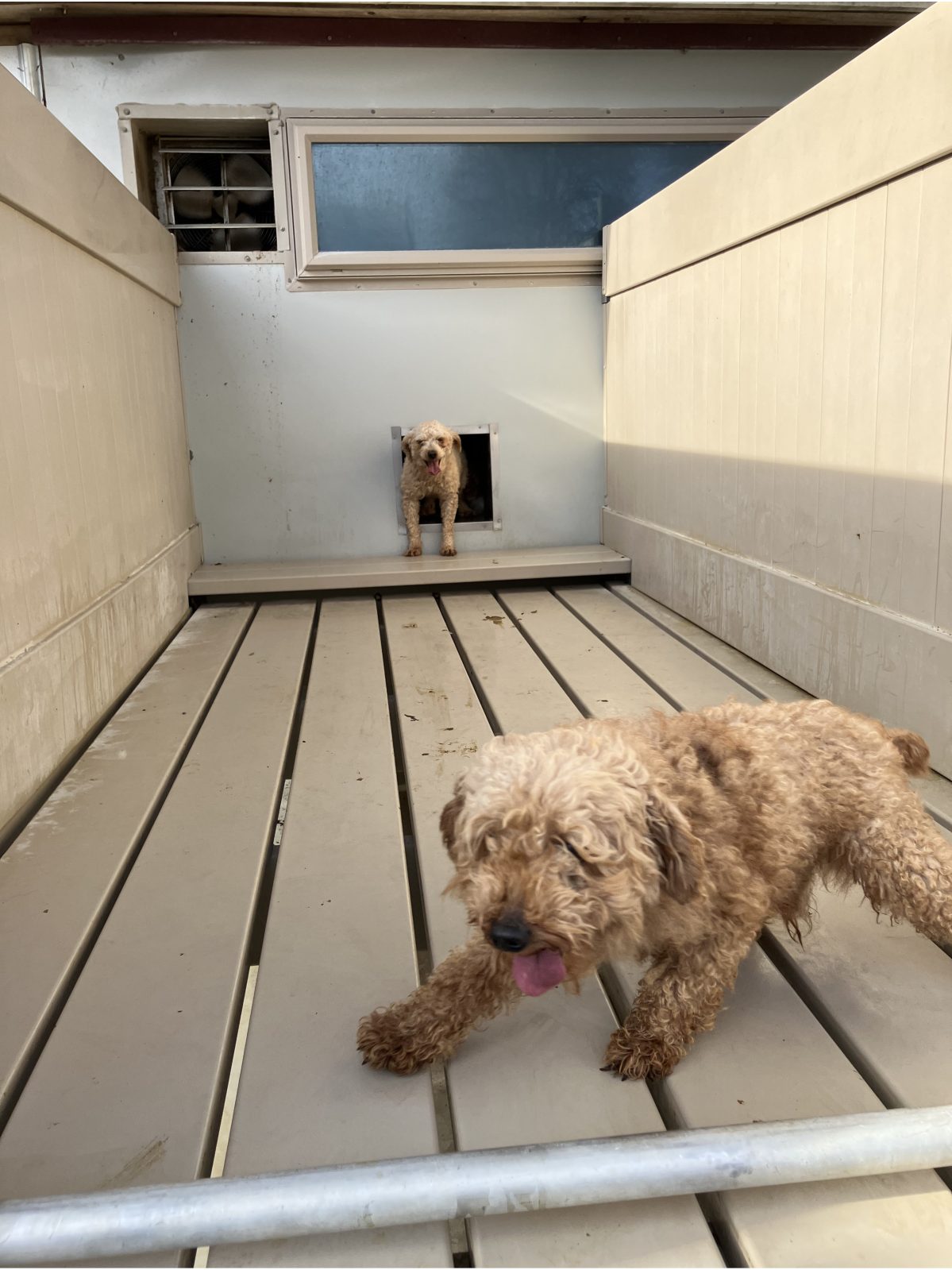 Kennel photograph taken at the Ohio inspection of Aden A Yoder – Countryside Puppies on December 18, 2025, page 2 of the inspection report