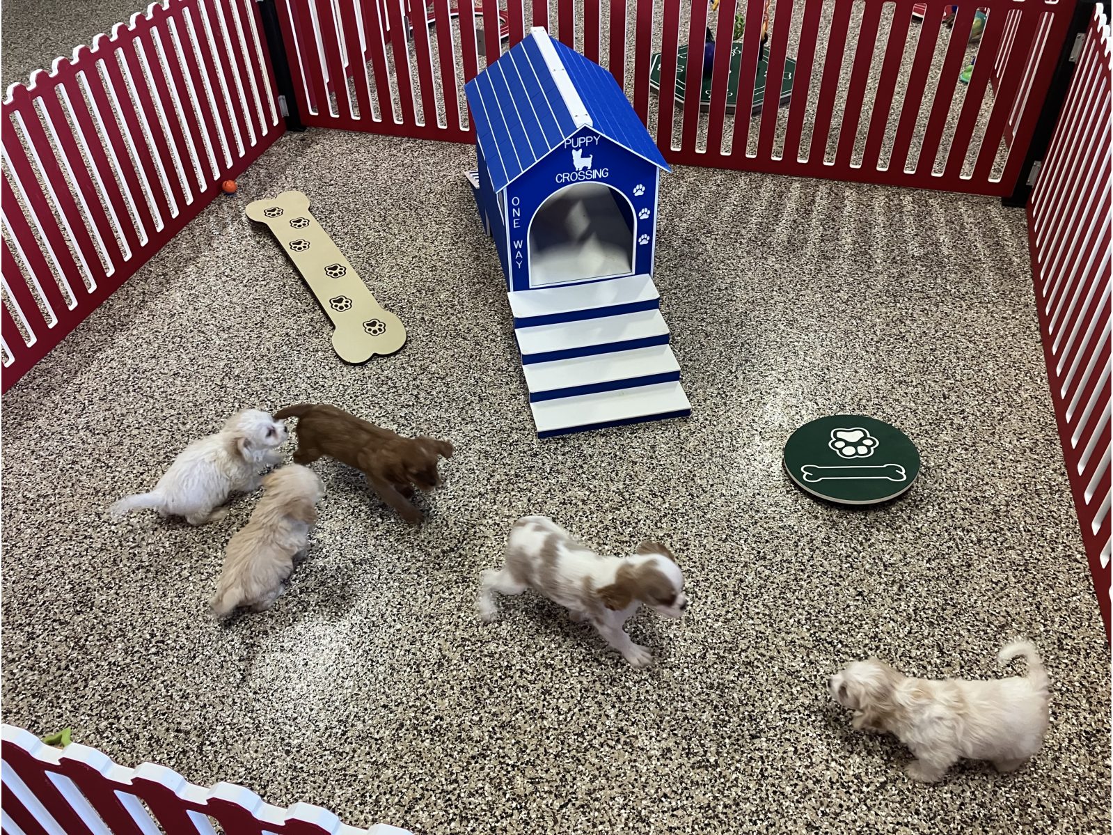 Kennel photograph taken at the Ohio inspection of Katie L Mast – Rainbow View Pets on October 28, 2025, page 4 of the inspection report