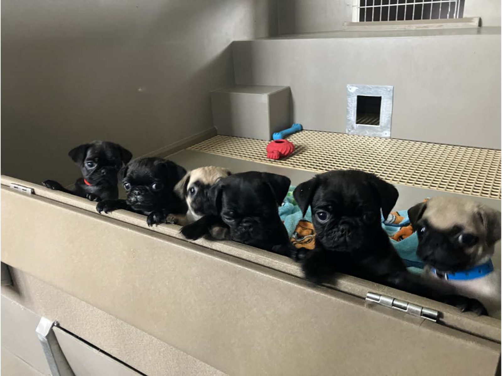 Kennel photograph taken at the Ohio inspection of Samuel Shetler – Sunrise Kennels on June 6, 2025, page 2 of the inspection report