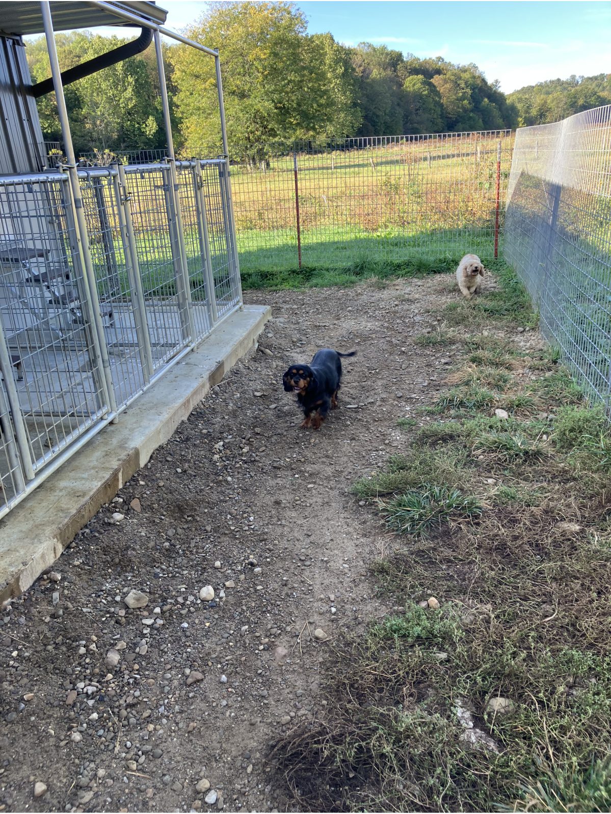 Kennel photograph taken at the Ohio inspection of Joas Yoder – Puppy Blvd on October 2, 2025, page 2 of the inspection report