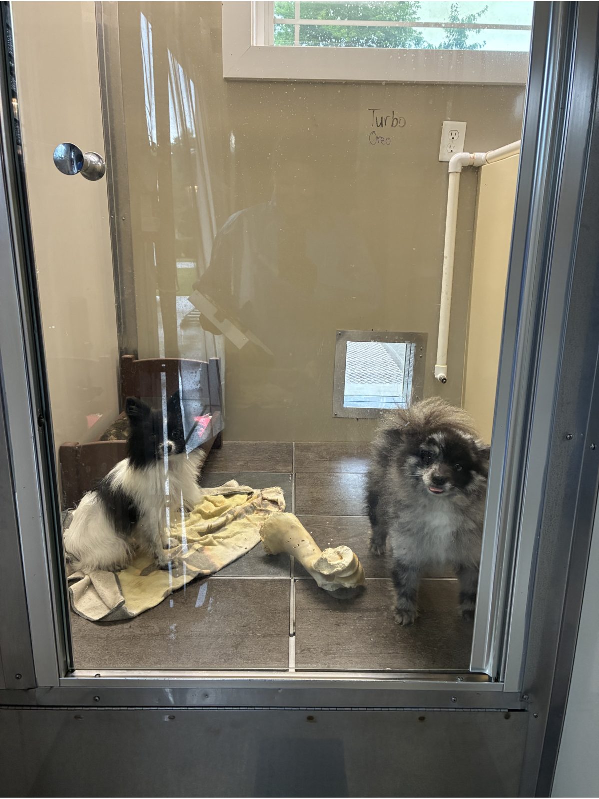 Kennel photograph taken at the Ohio inspection of Regina Miller – Pups 2 Pets on June 25, 2026, page 3 of the inspection report