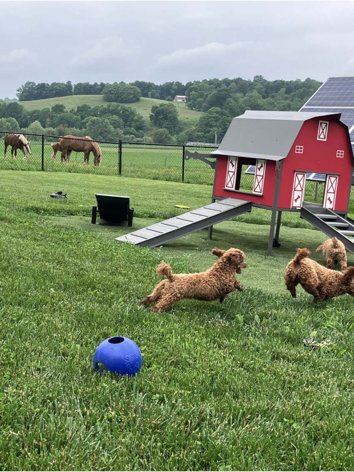 Kennel photograph taken at the Ohio inspection of Myron & Naomi Yoder – Redoy Kennel on June 9, 2025, page 3 of the inspection report