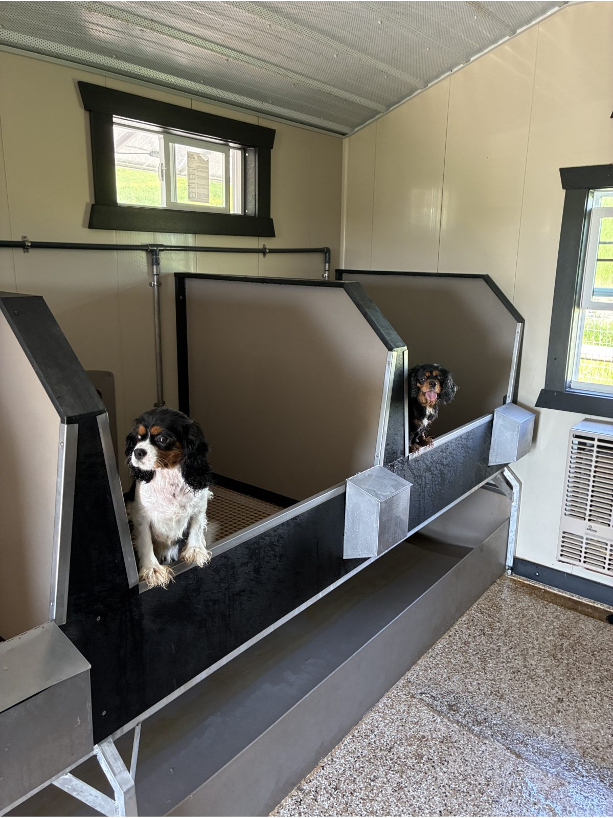 Kennel photograph taken at the Ohio inspection of Bertha Yoder – Hilltop Bulldog on June 5, 2026, page 2 of the inspection report