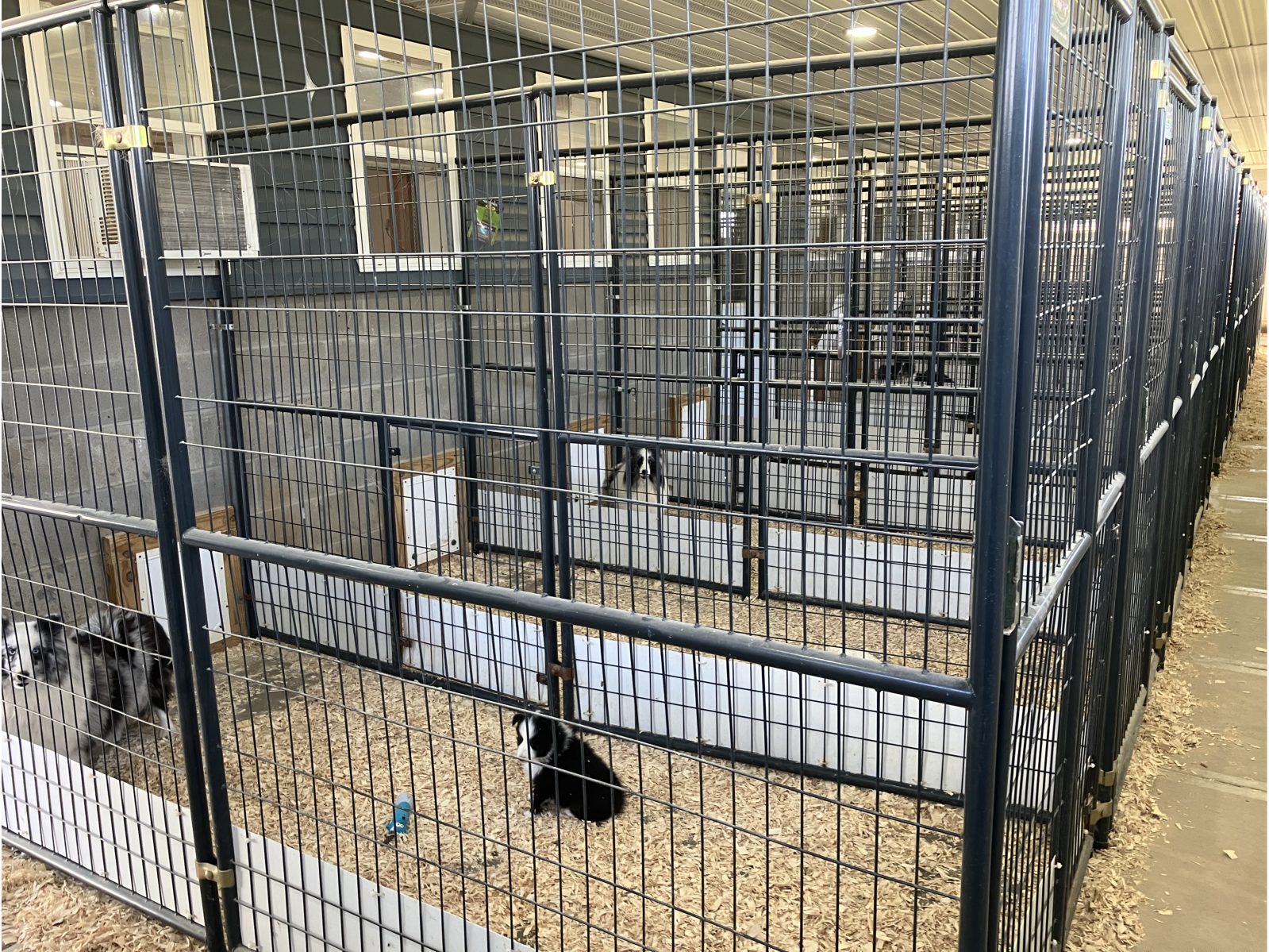 Kennel photograph taken at the Ohio inspection of Bella Corwin – Belmark on October 8, 2025, page 3 of the inspection report