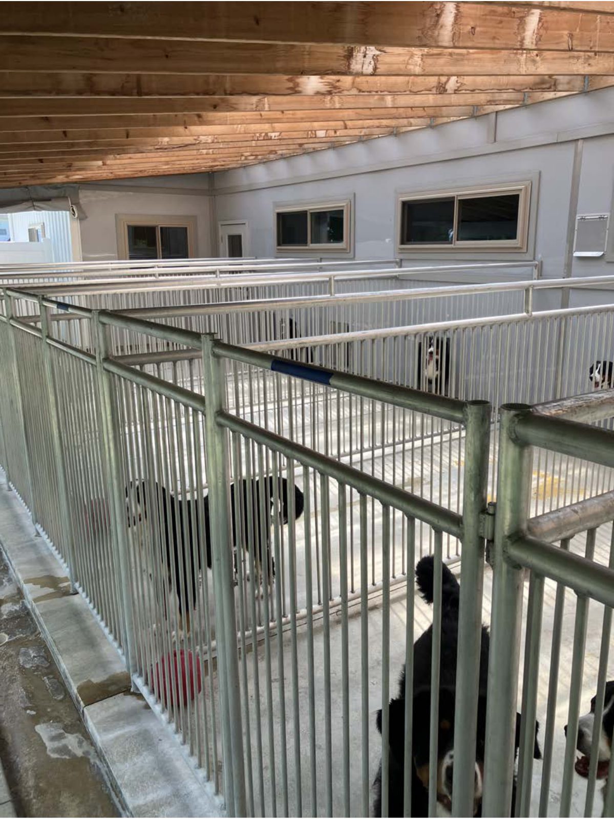 Kennel photograph taken at the Ohio inspection of Norman Keim – Nature View Puppies on June 3, 2025, page 2 of the inspection report
