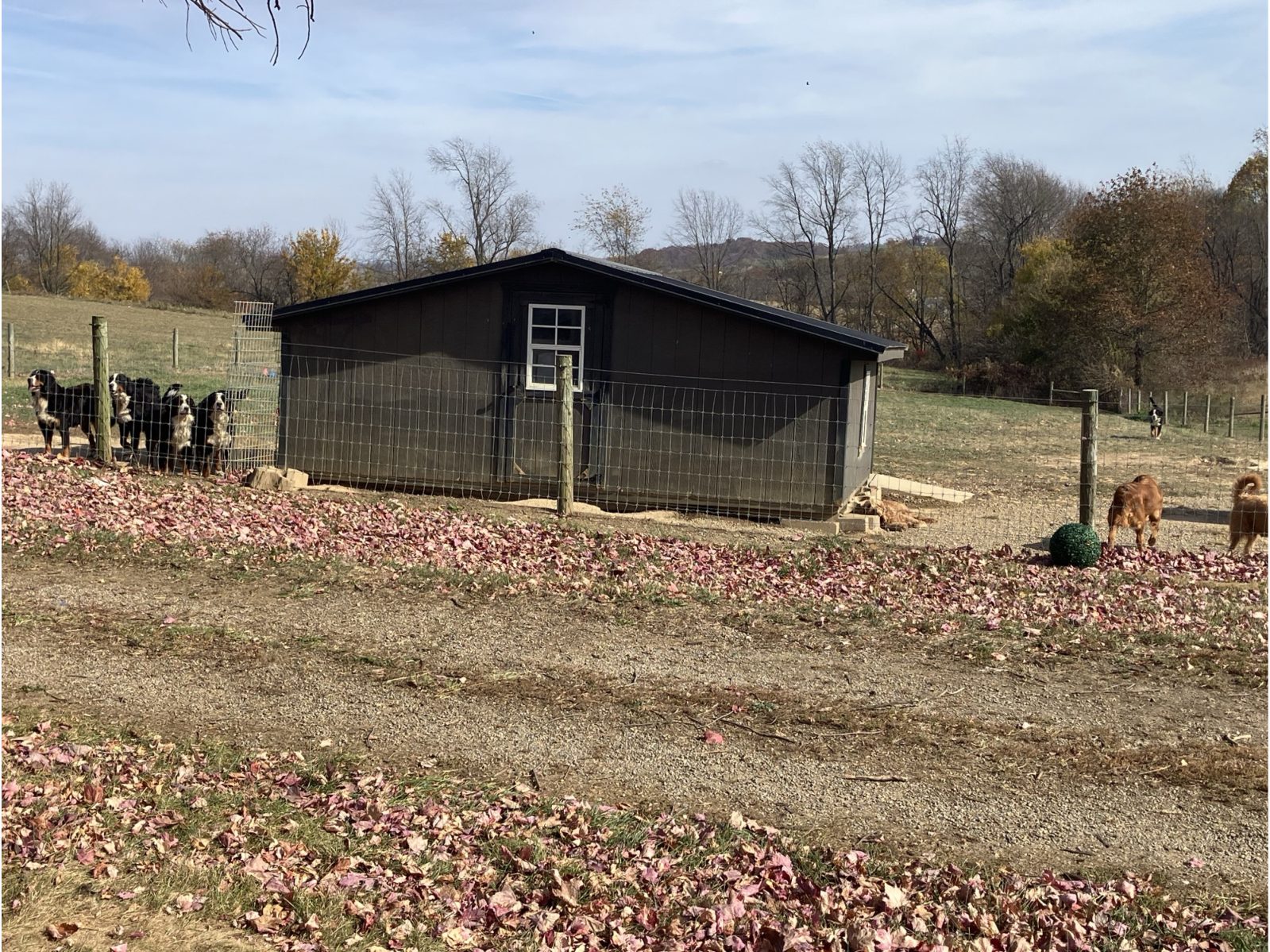 Kennel photograph taken at the Ohio inspection of Duane Yoder – Twin Maple Puppies on October 30, 2024, page 2 of the inspection report