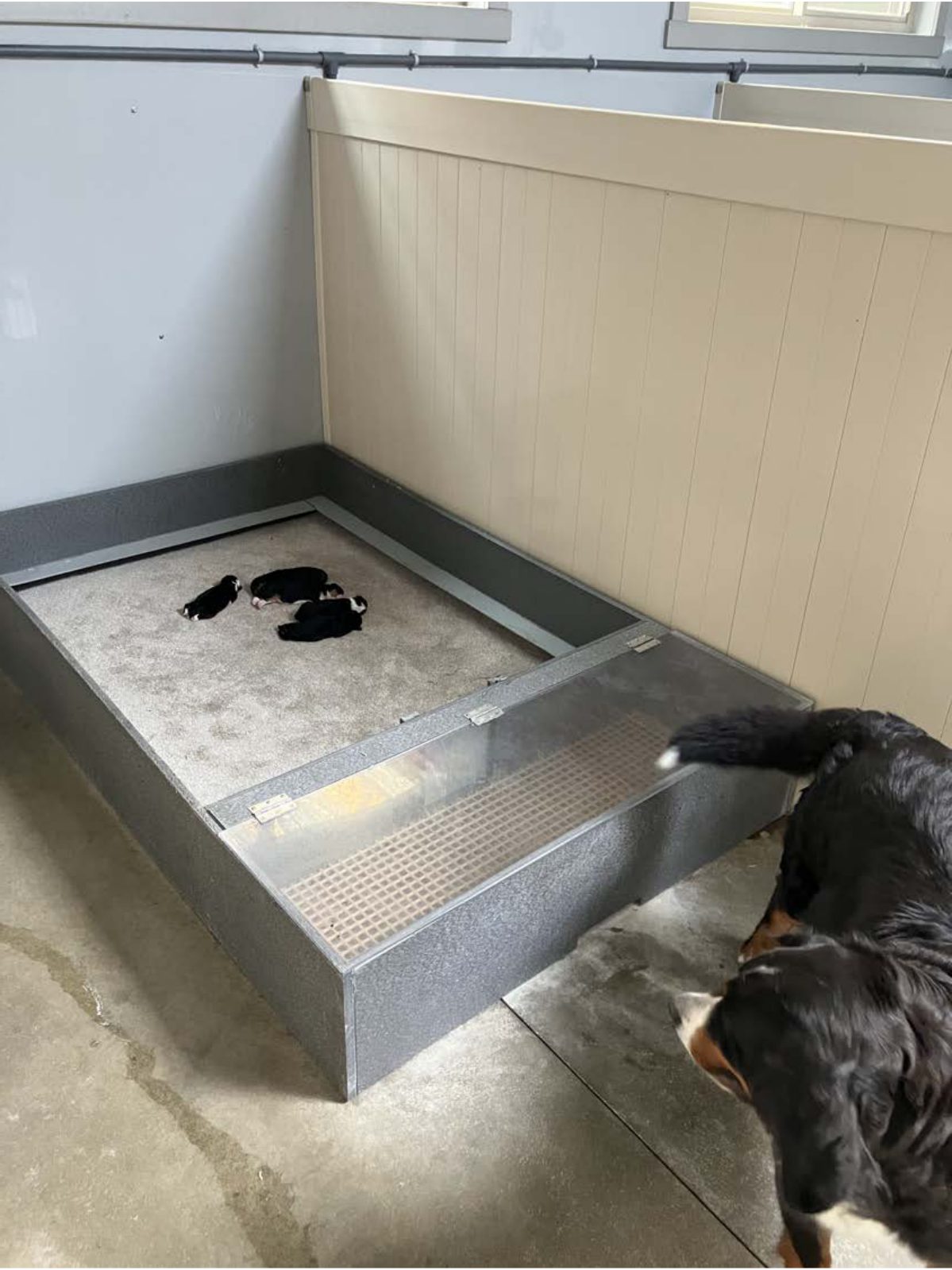 Kennel photograph taken at the Ohio inspection of Norman Keim – Nature View Puppies on June 3, 2025, page 3 of the inspection report
