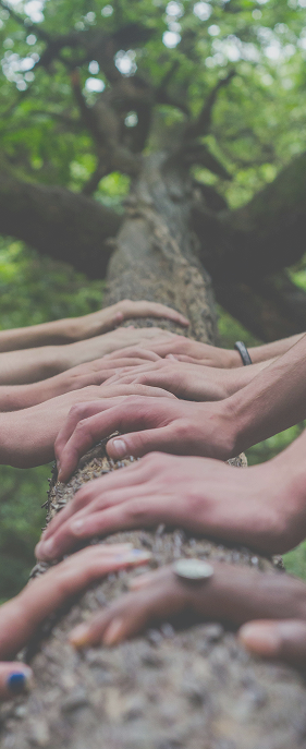 Multiple hands placed together on a tree trunk, symbolizing unity and cooperation outdoors.