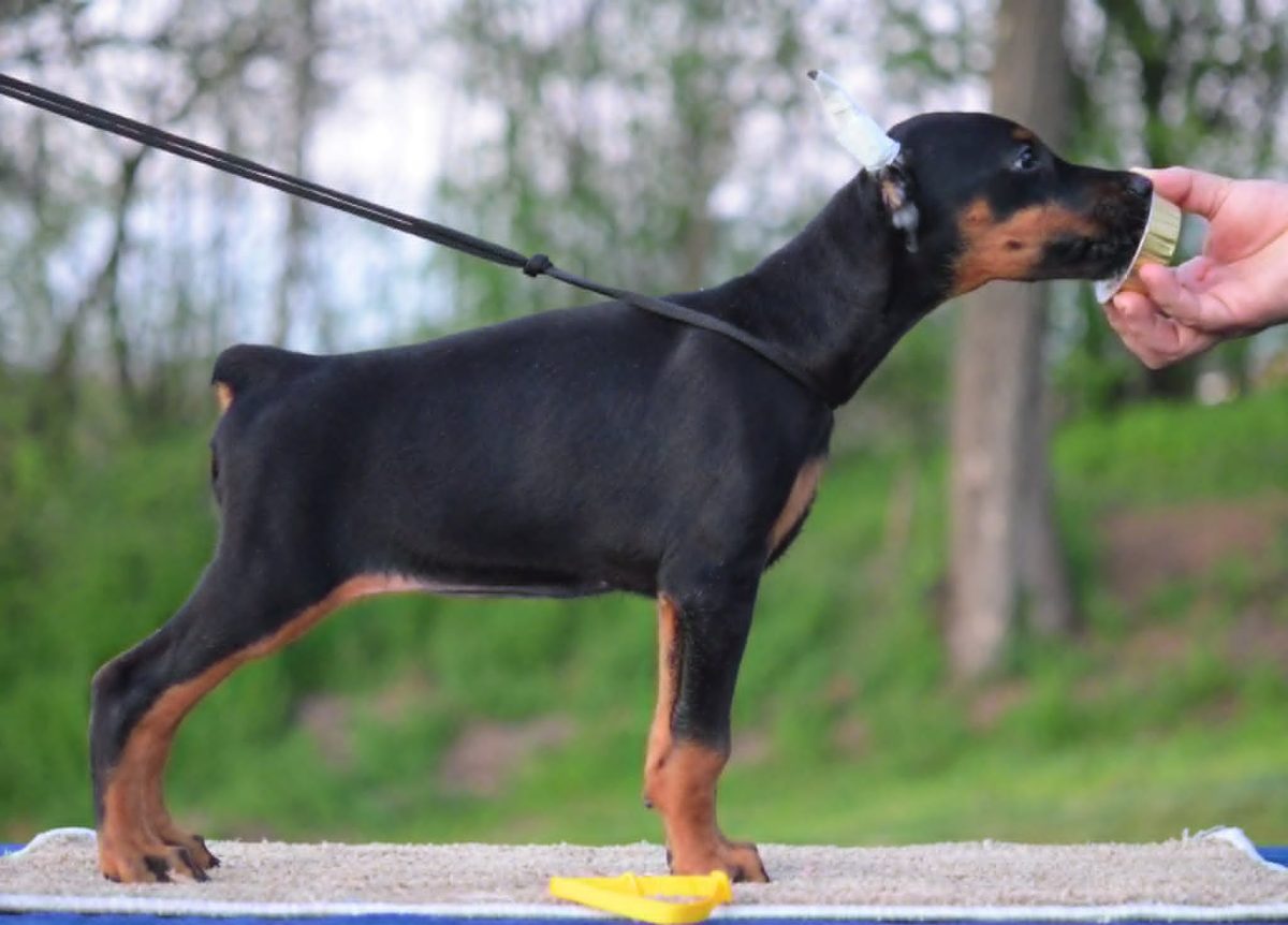 Platinum Litter - Yellow Collar Female