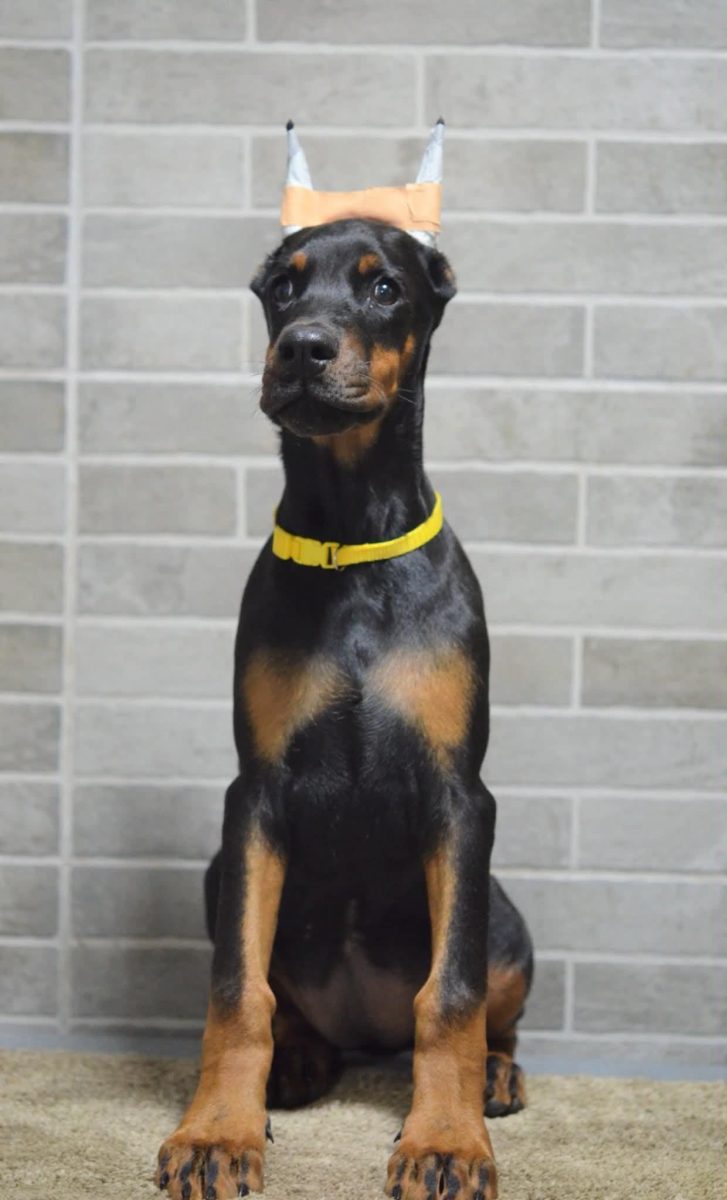 Platinum Litter - Yellow Collar Female