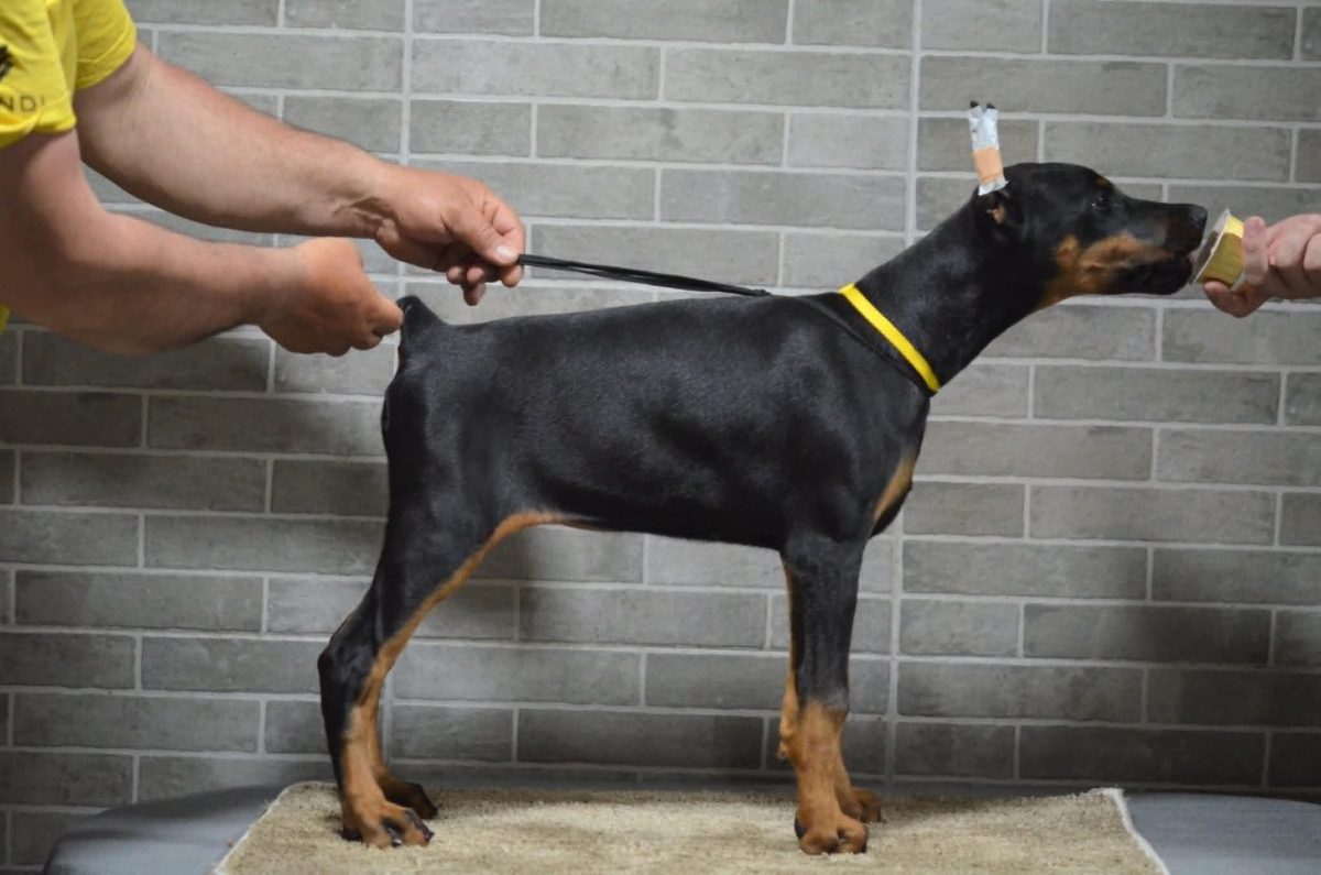 Platinum Litter - Yellow Collar Female