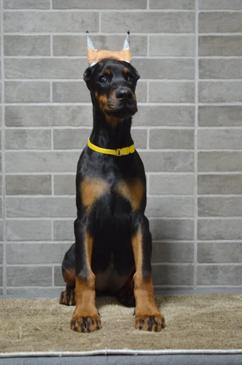 Platinum Litter - Yellow Collar Female