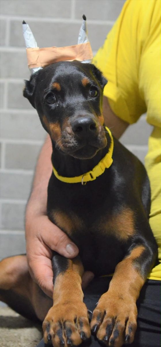 Platinum Litter - Yellow Collar Female