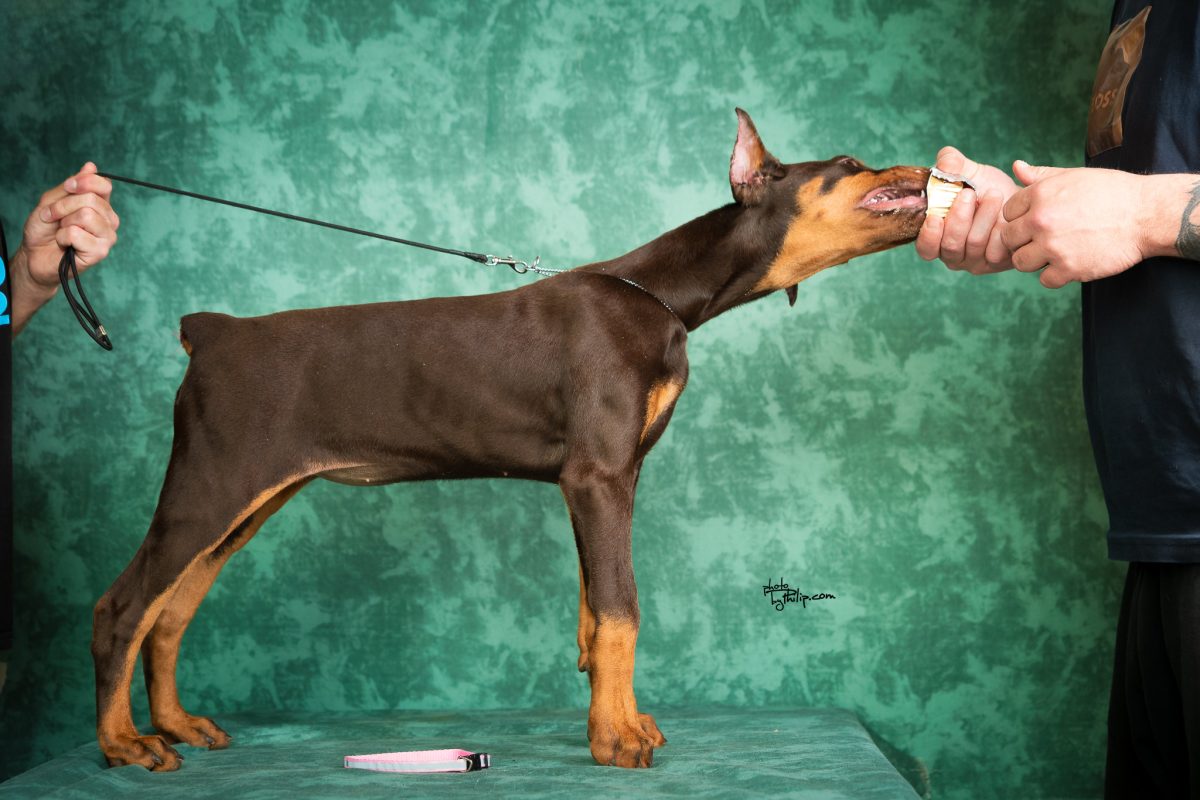 Pink Collar Female (Geppetto x Mona)