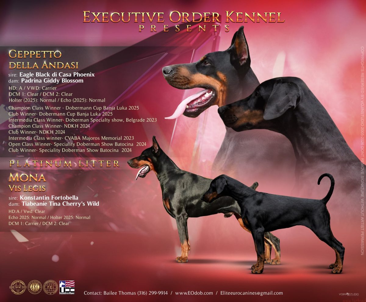 Pink Collar Female (Geppetto x Mona)