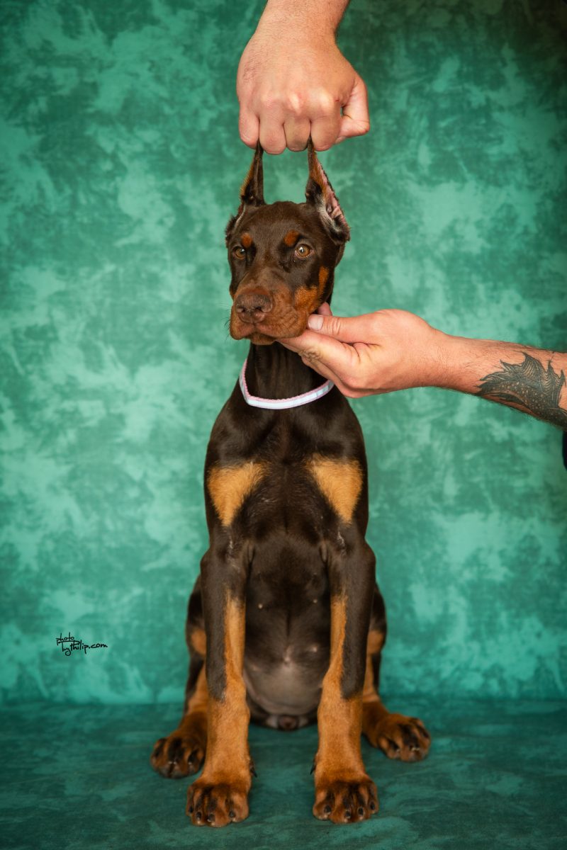 Pink Collar Female (Geppetto x Mona)