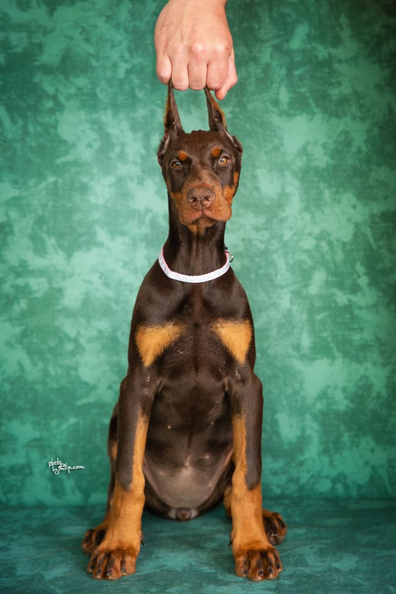 Pink Collar Female (Geppetto x Mona)