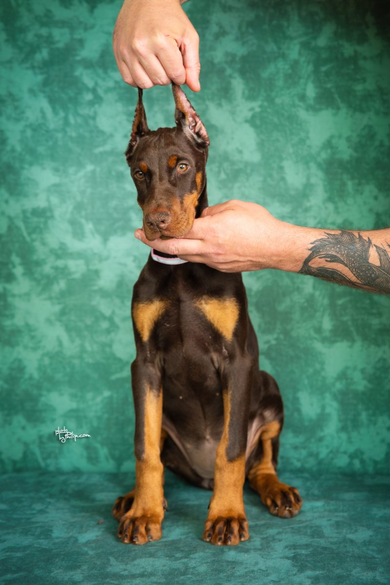 Pink Collar Female (Geppetto x Mona)