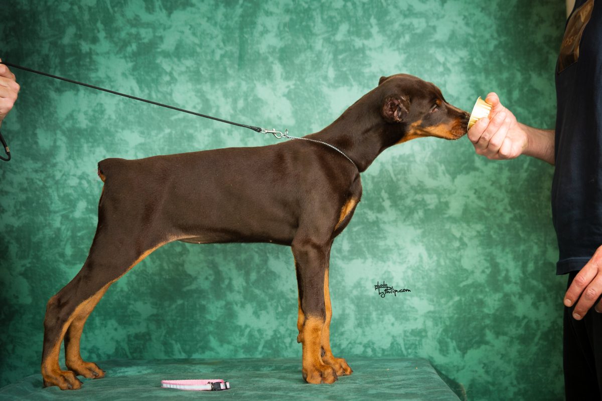 Pink Collar Female (Geppetto x Mona)