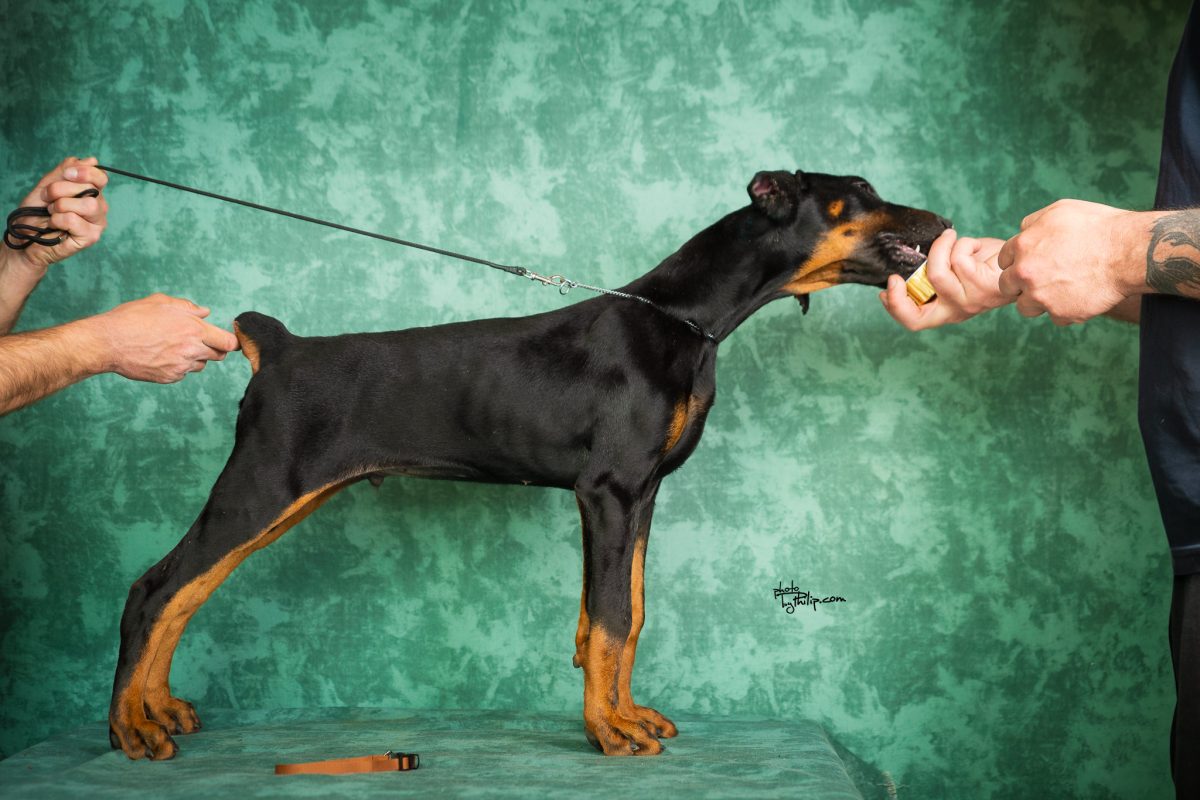 Orange Collar Male (Geppetto x Mona)