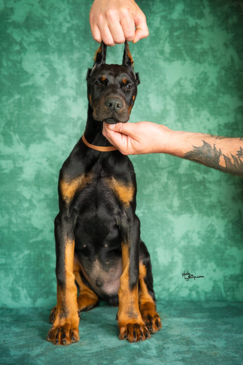 Orange Collar Male (Geppetto x Mona)