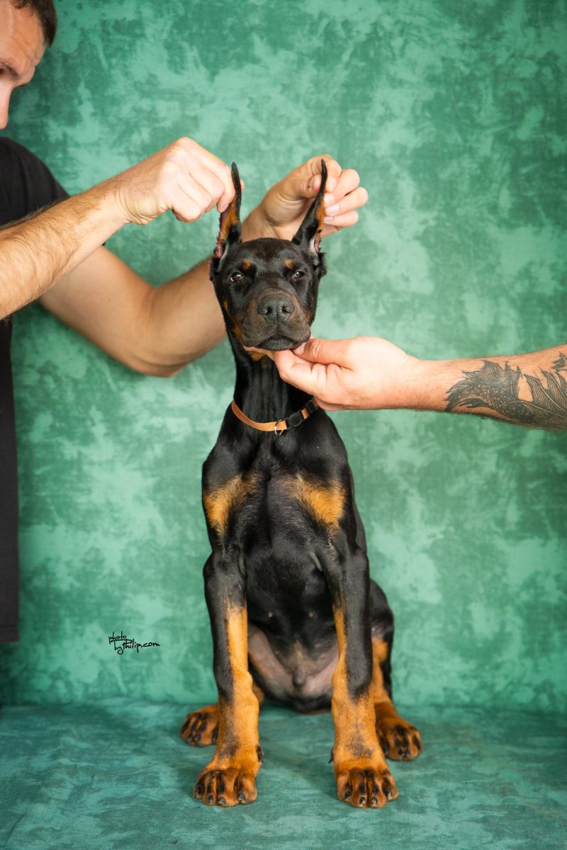 Orange Collar Male (Geppetto x Mona)