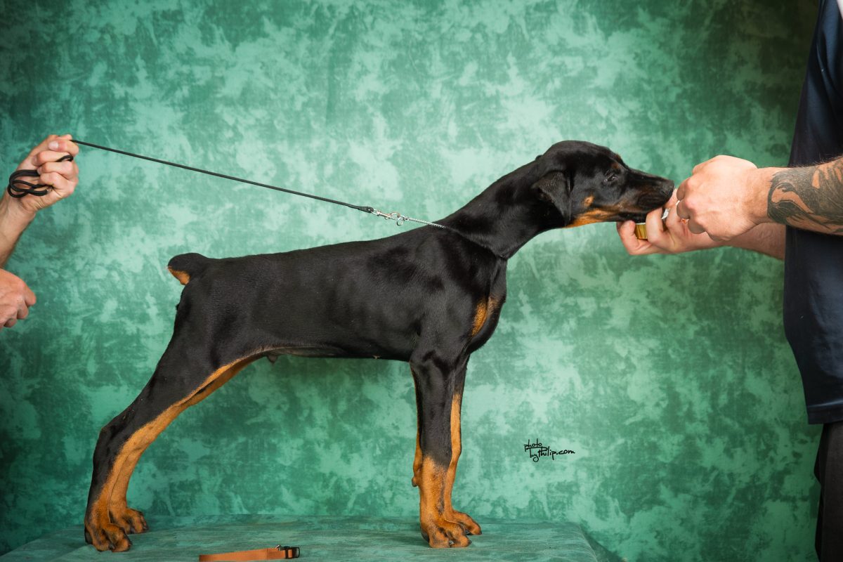 Orange Collar Male (Geppetto x Mona)