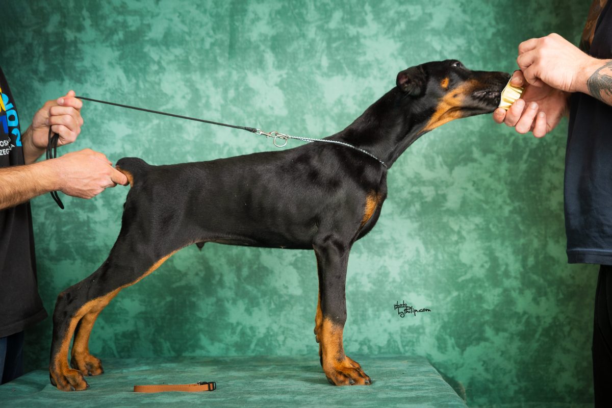 Orange Collar Male (Geppetto x Mona)