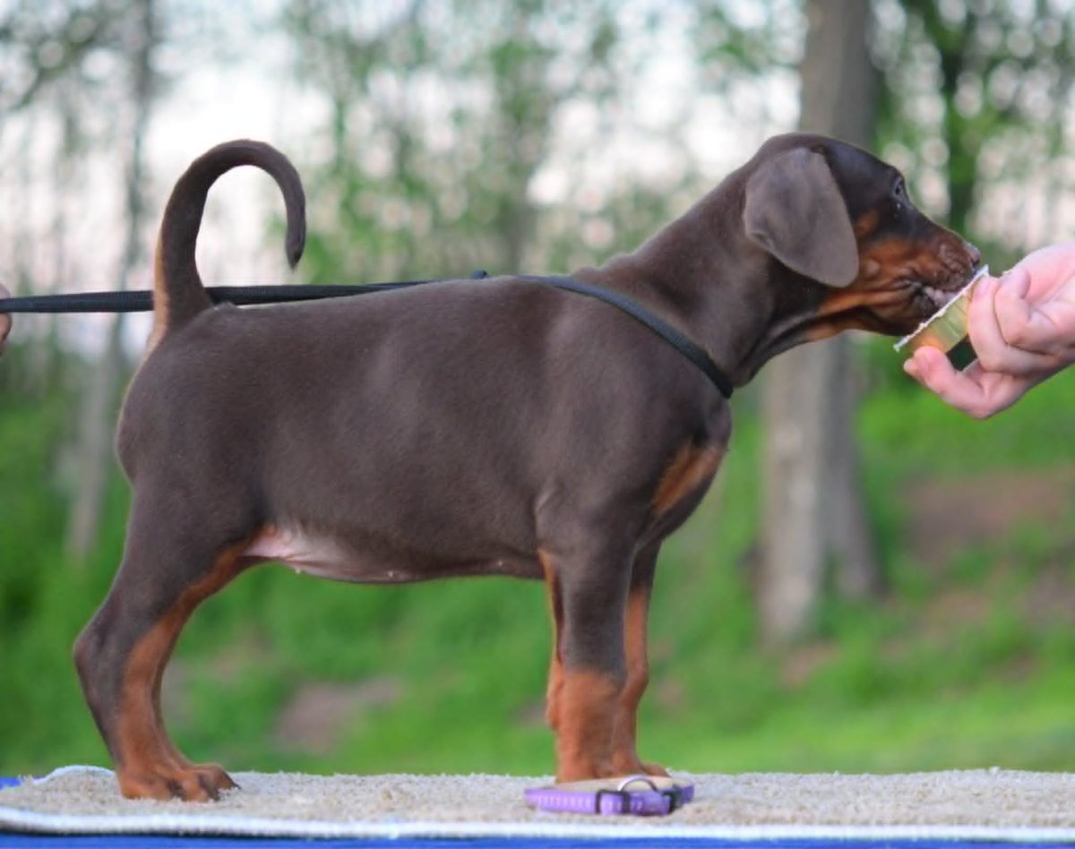 Purple Collar Female (Ruby x Thor)
