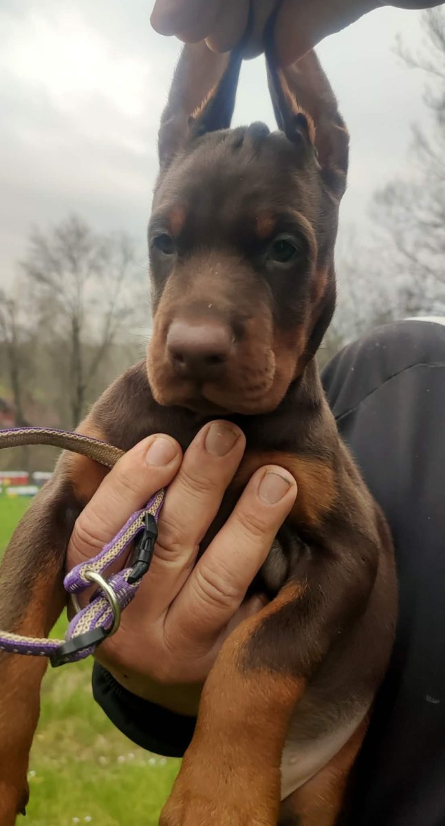Purple Collar Female (Ruby x Thor)