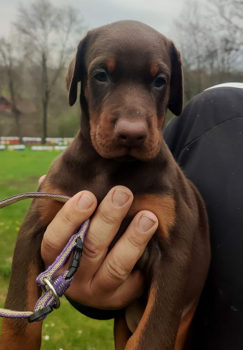 Purple Collar Female (Ruby x Thor)