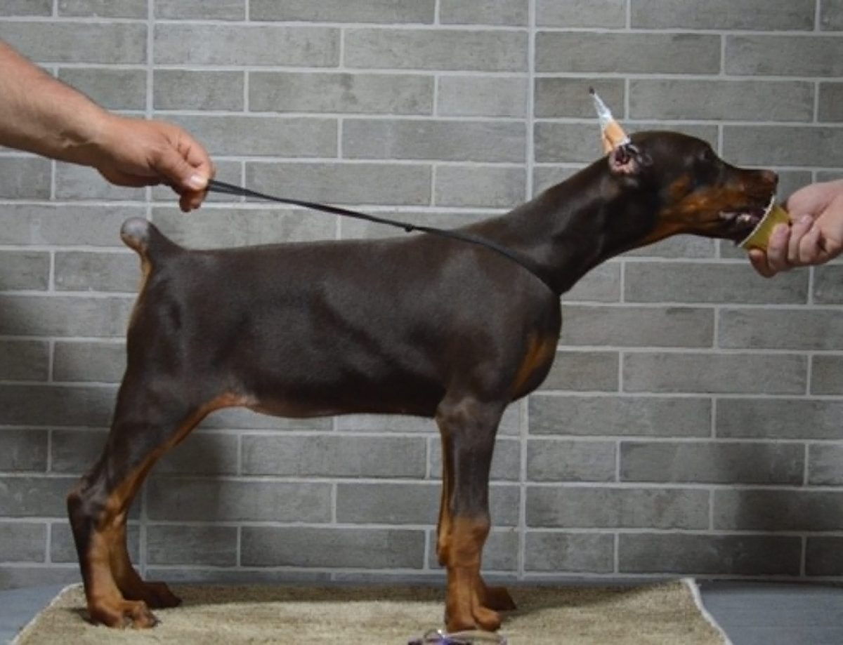 Purple Collar Female (Ruby x Thor)