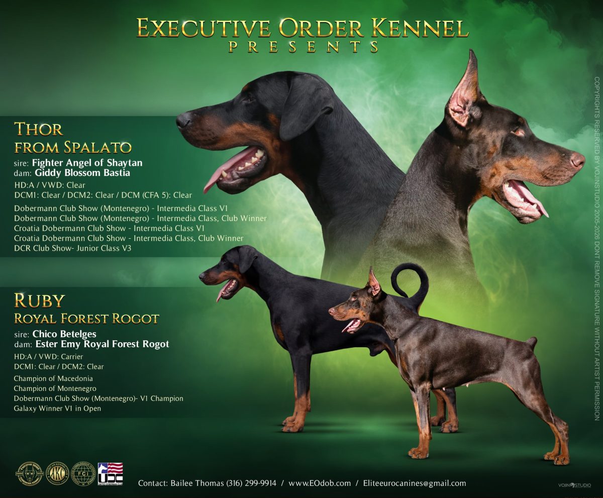 Purple Collar Female (Ruby x Thor)