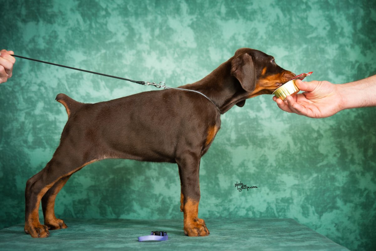 Lavender Collar Female (Walter x Prada)