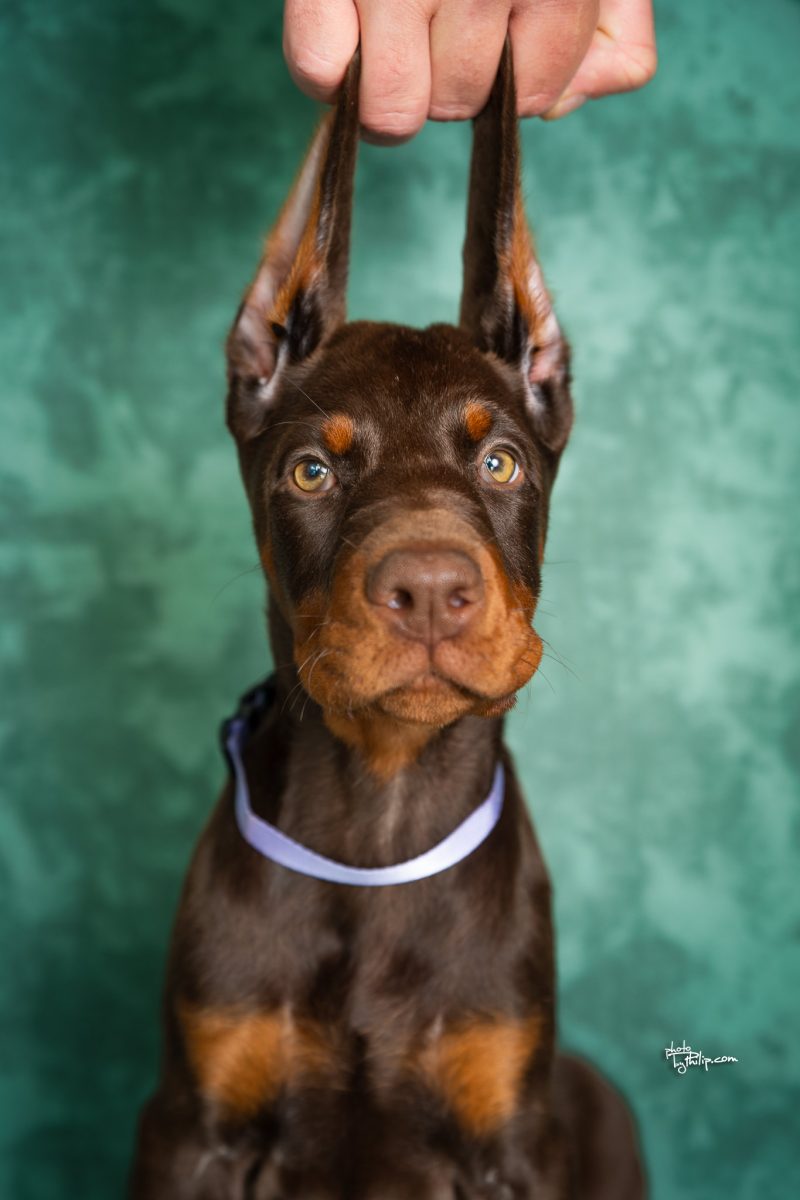 Lavender Collar Female (Walter x Prada)