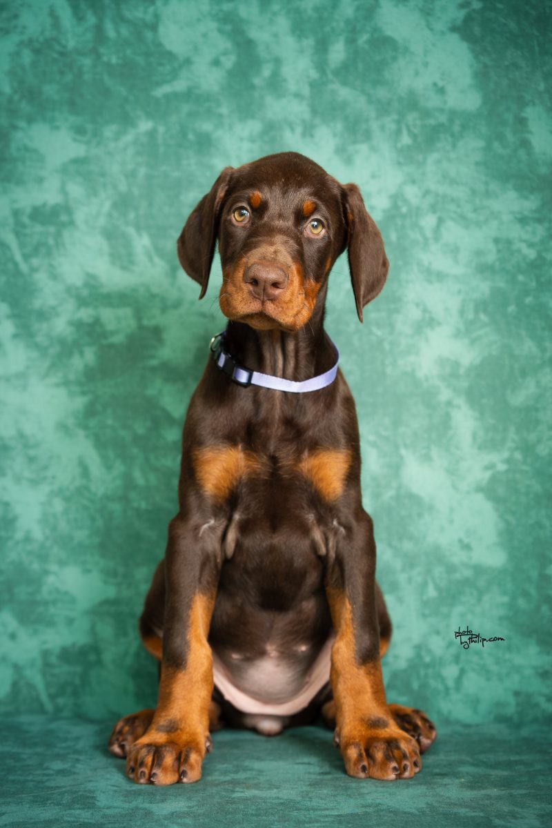Lavender Collar Female (Walter x Prada)