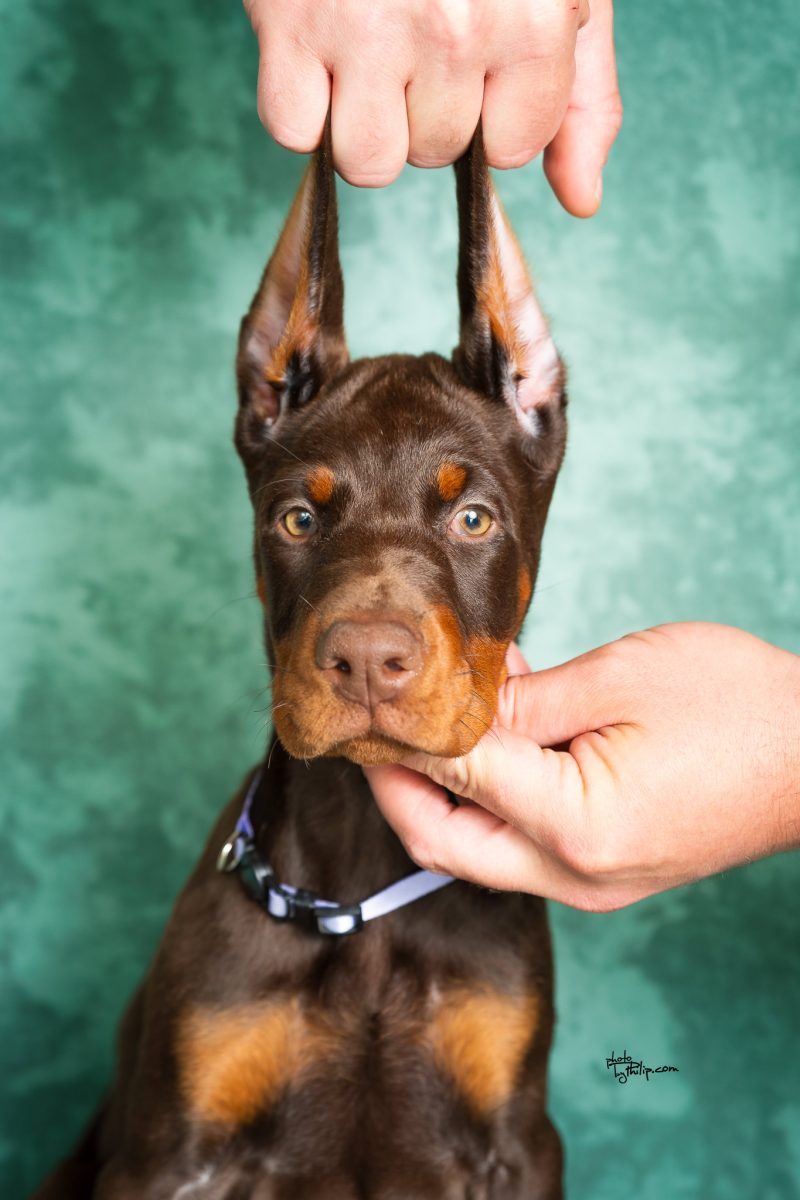 Lavender Collar Female (Walter x Prada)