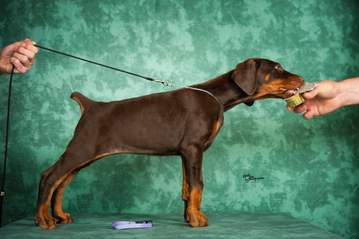 Lavender Collar Female (Walter x Prada)