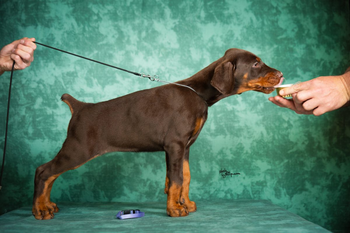 Lavender Collar Female (Walter x Prada)