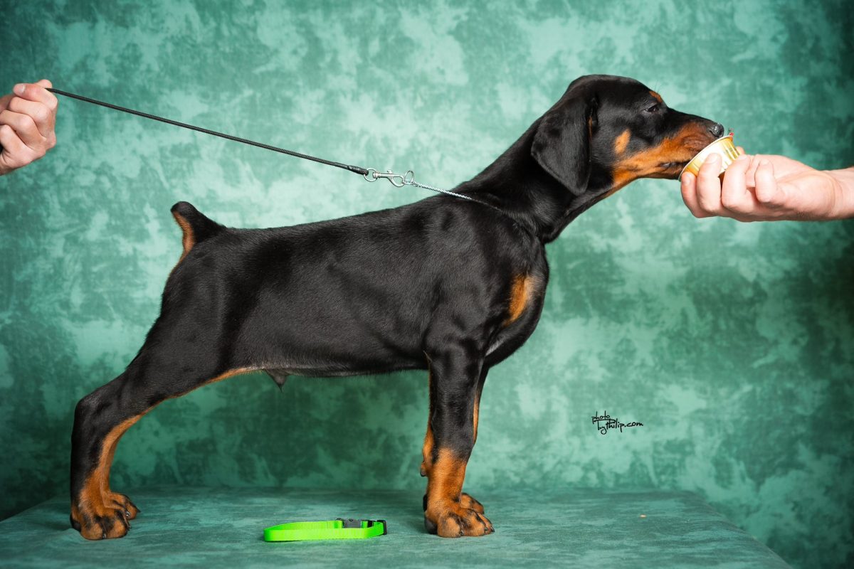 Green Collar Male (Walter x Prada)