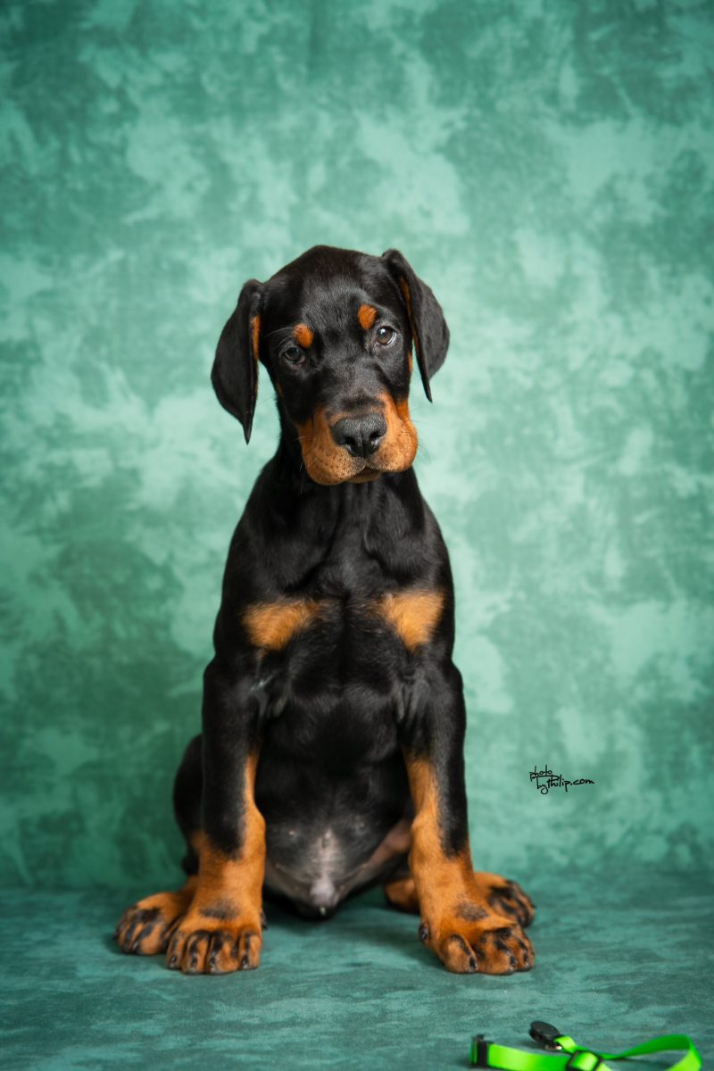 Green Collar Male (Walter x Prada)