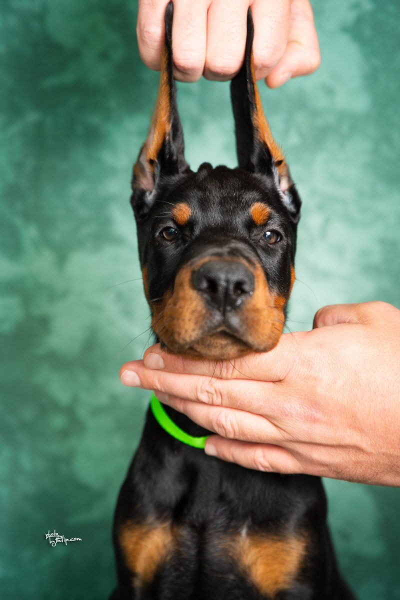 Green Collar Male (Walter x Prada)