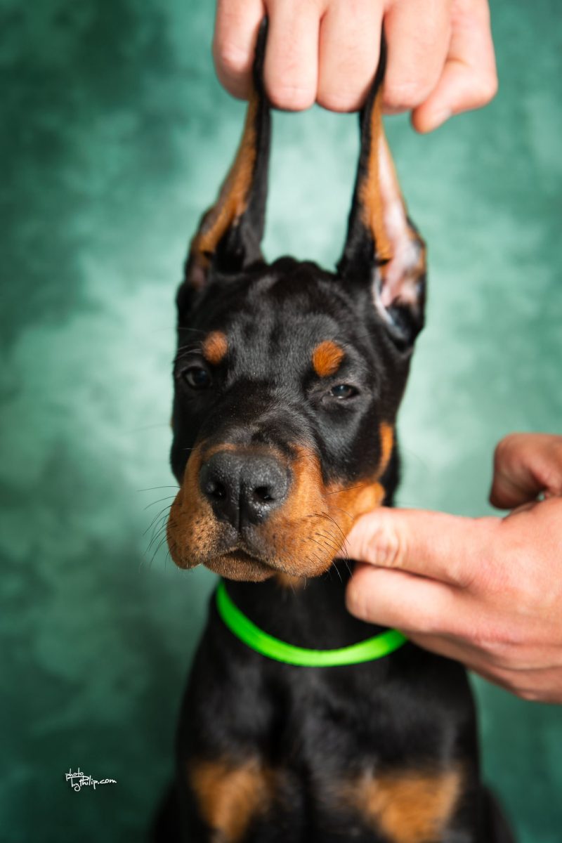 Green Collar Male (Walter x Prada)