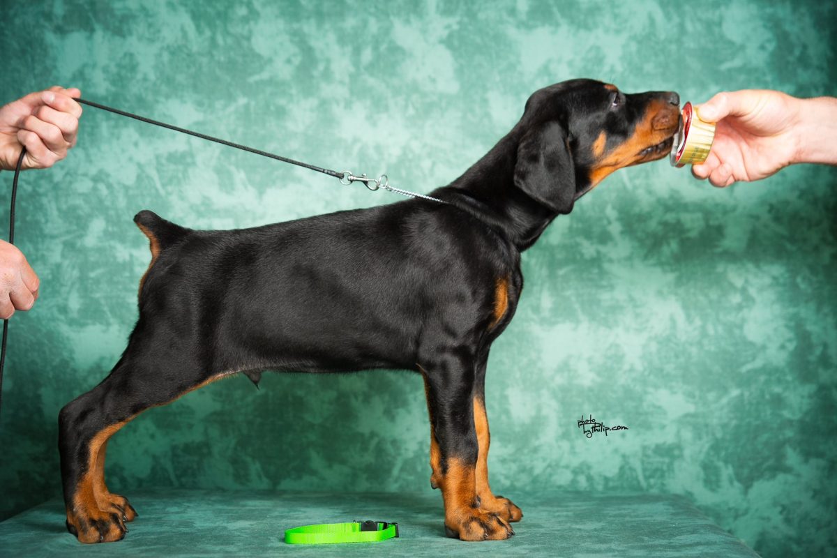 Green Collar Male (Walter x Prada)