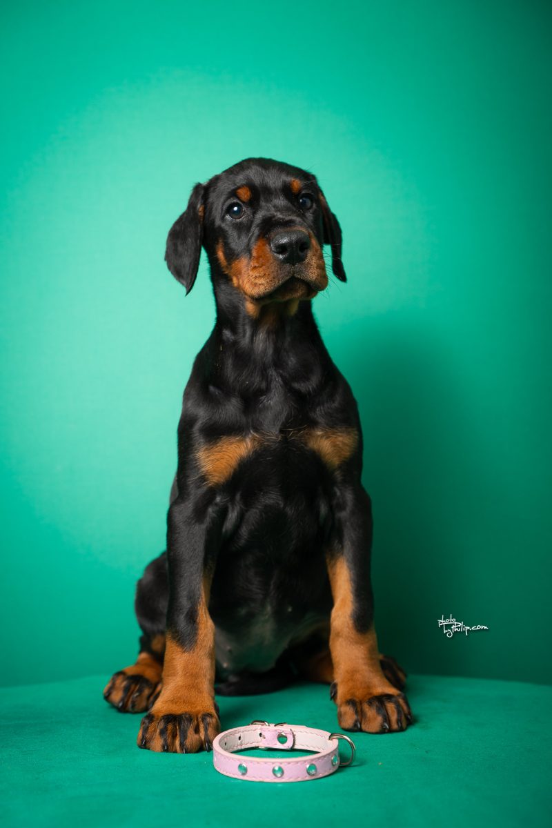 Pink Collar Female (Geppetto x Fiona)