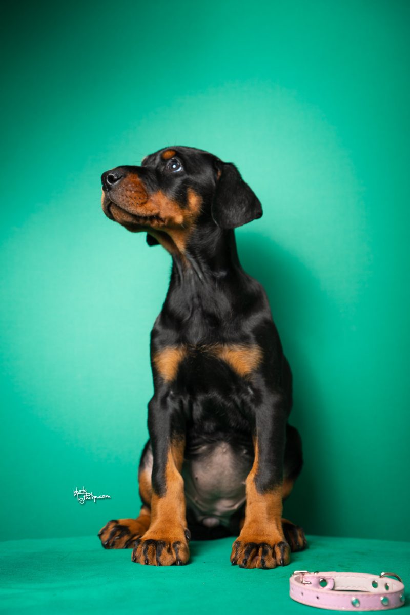 Pink Collar Female (Geppetto x Fiona)