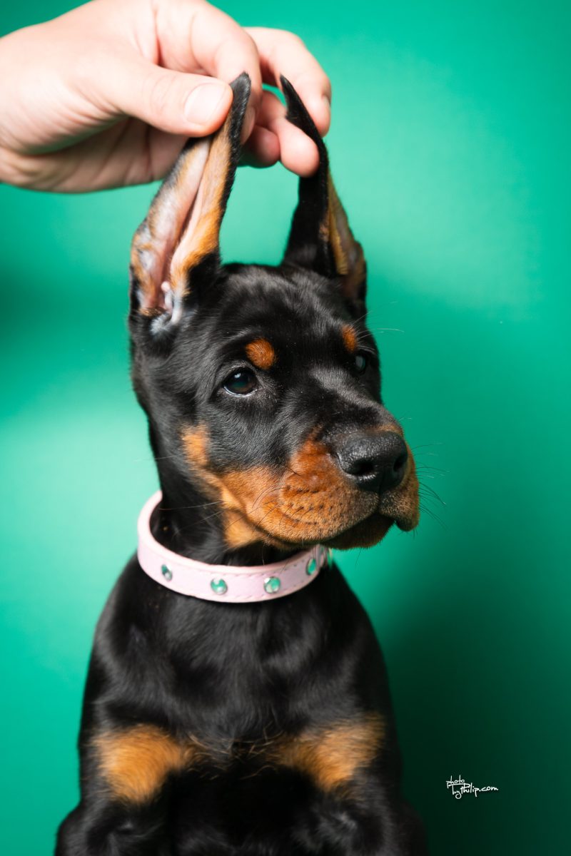 Pink Collar Female (Geppetto x Fiona)